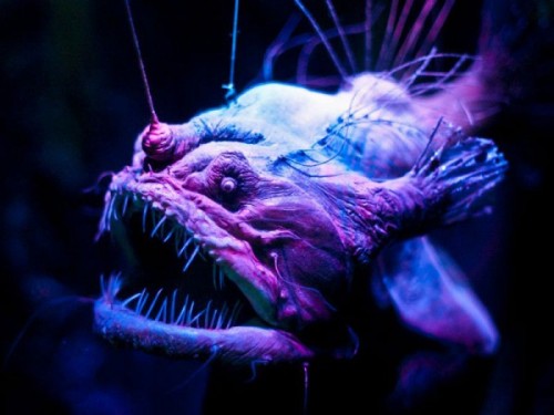 The Deep sea angler fis-is an important predator in the abyss